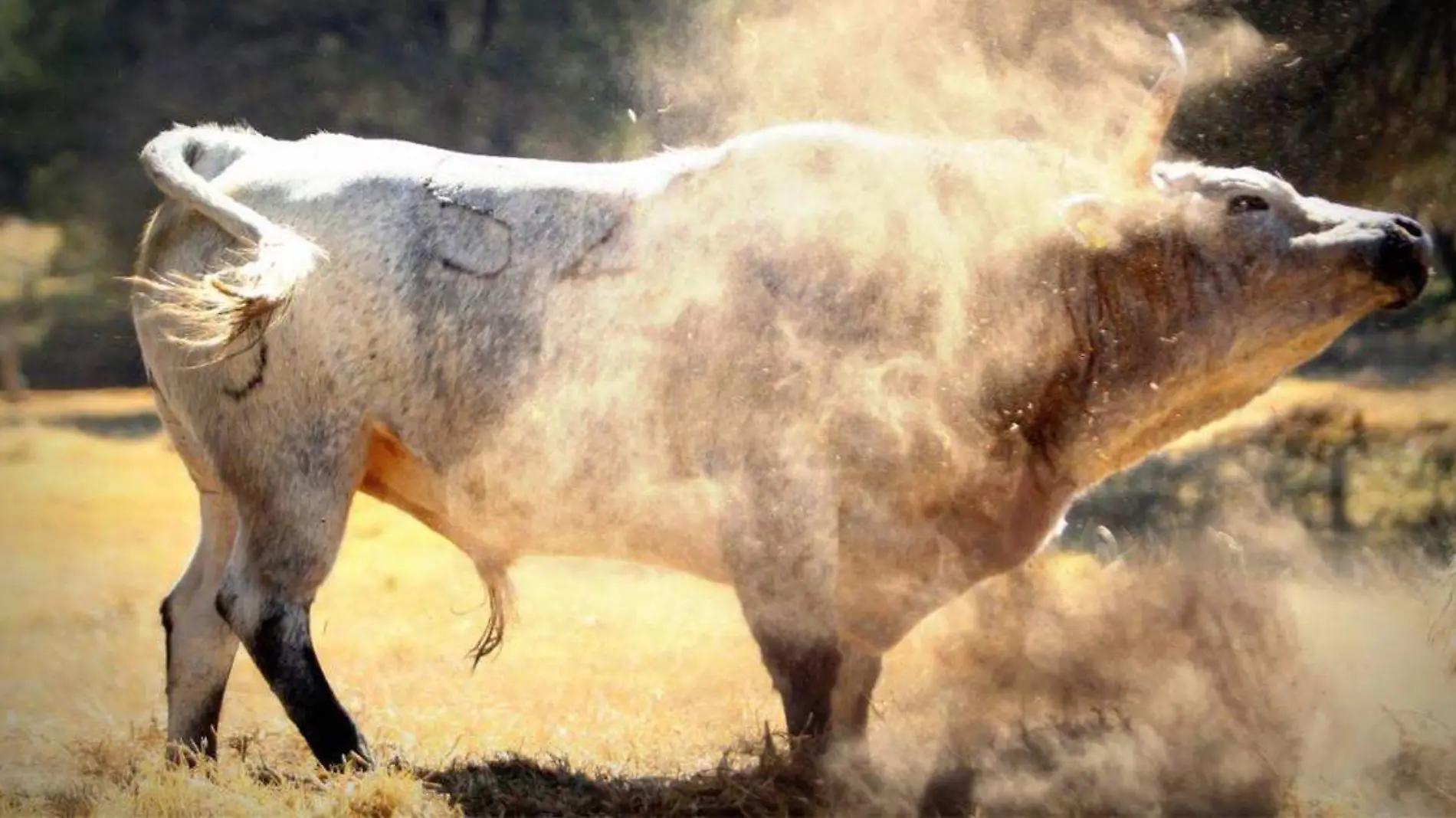 Seis ganaderías son las que se encuentran ubicadas en Puebla y debidamente registrada ante la Asociación Nacional de Criadores de Toros de Lidia